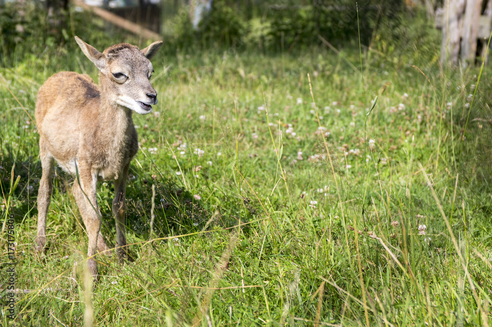 Young european mouflon animal on green meadow with grass Young european mouflon animal on green meadow with grass