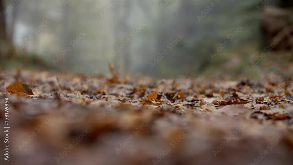 Close Up Of Leaves On Path Through Autumn Woodland Close Up Of Leaves On Path Through Autumn Woodland