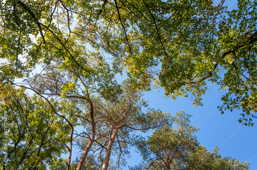 Obraz premium Forest landscape on a sunny autumn day