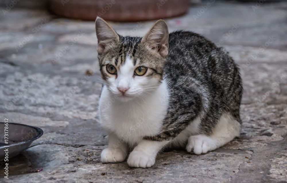 Stray tabby cat on a side street, Dubrovnik old town, Croatia, Europe