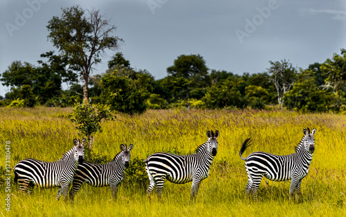 4 Zebras Portrait
