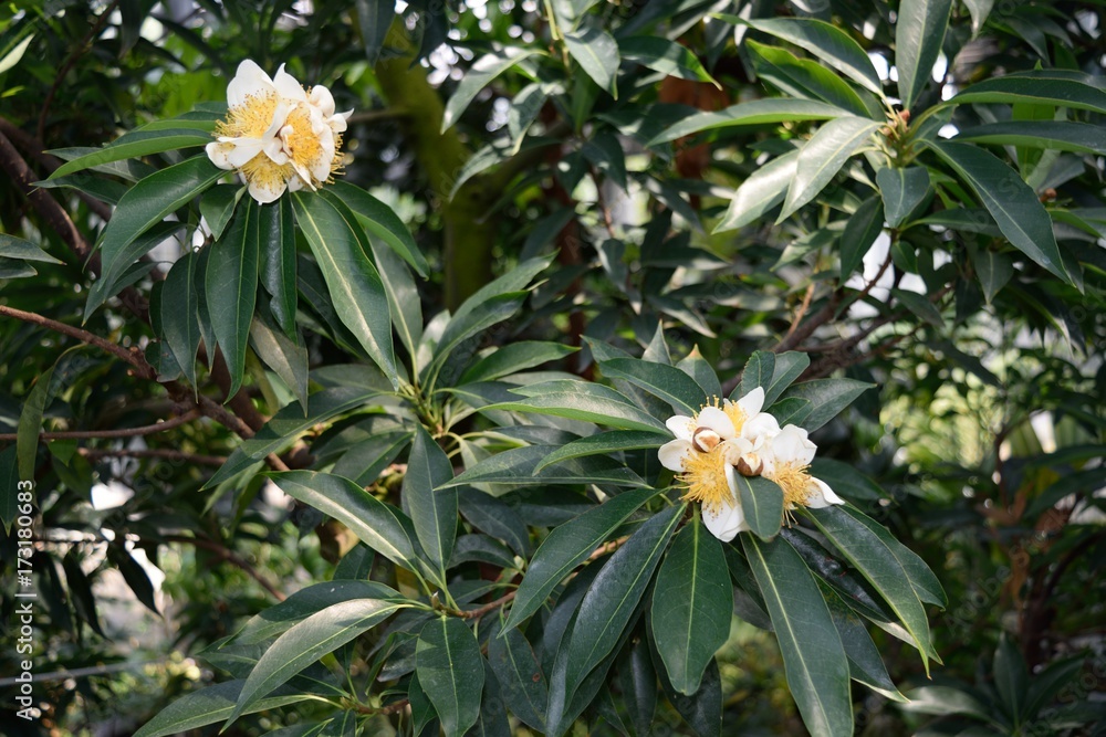 沖縄 奄美諸島固有種イジュの花 Stock Photo Adobe Stock