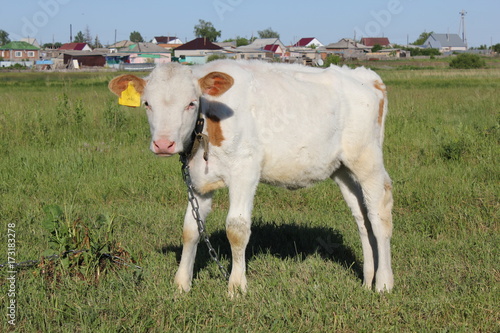 White-brown calf basking in the sun 30826