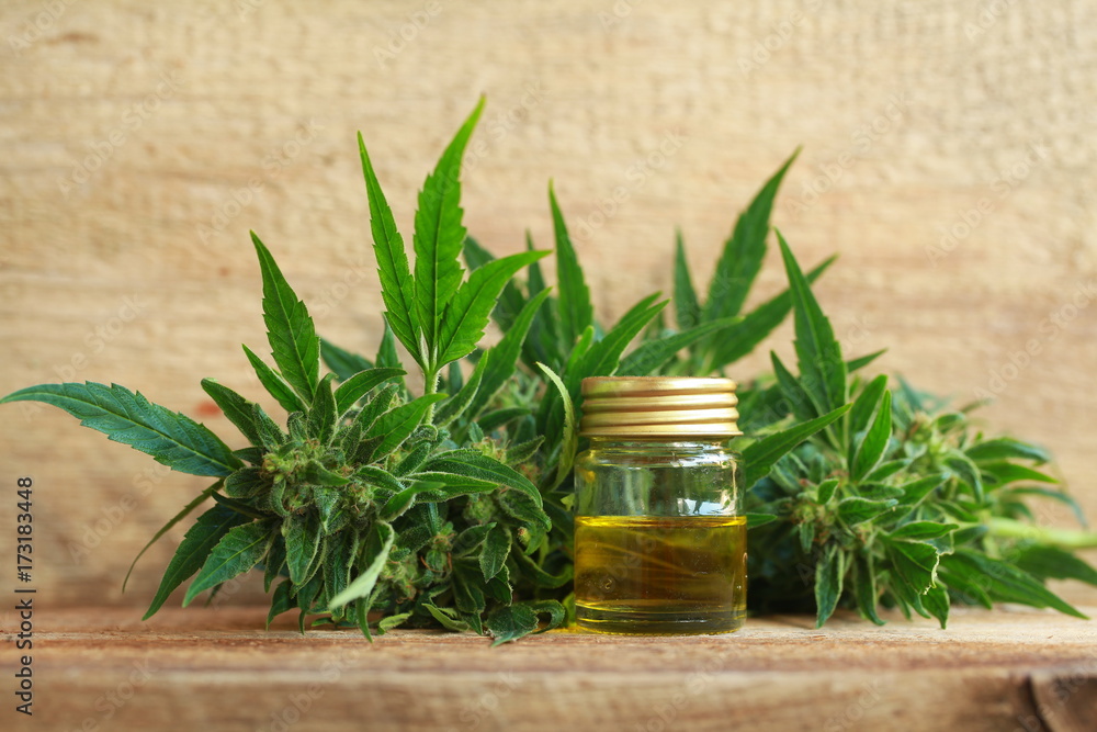 cannabis oil and hemp cannabis oil and hemp