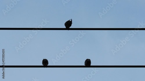 Pigeons on power lines