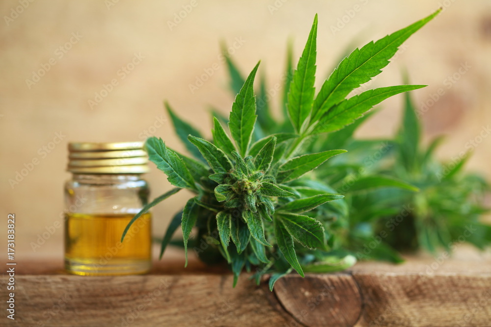 cannabis oil and hemp cannabis oil and hemp