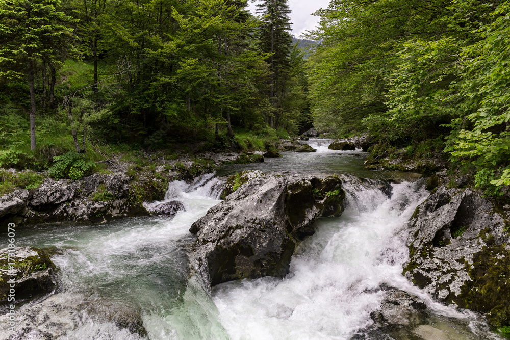 Fototapeta premium Fast mountain river is floating through the green pine tree forest in Slovenia Bohinj national park