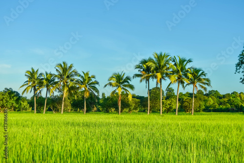 Green rice field landscape in September In south east asia
