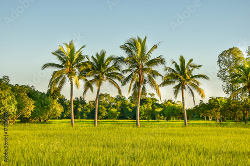 Green rice field landscape in September In south east asia