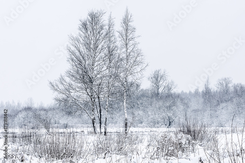 View of snow-covered trees in winter
