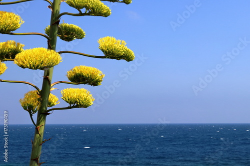Foto Agave in fiore