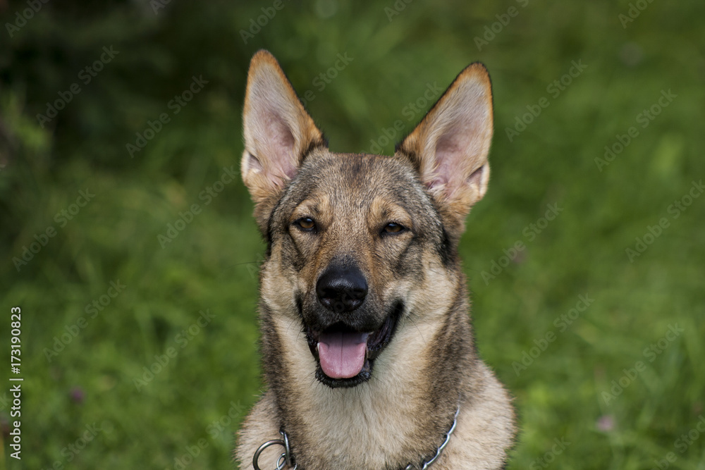 Amerikanischer Wolfshund Portrait Amerikanischer Wolfshund Portrait