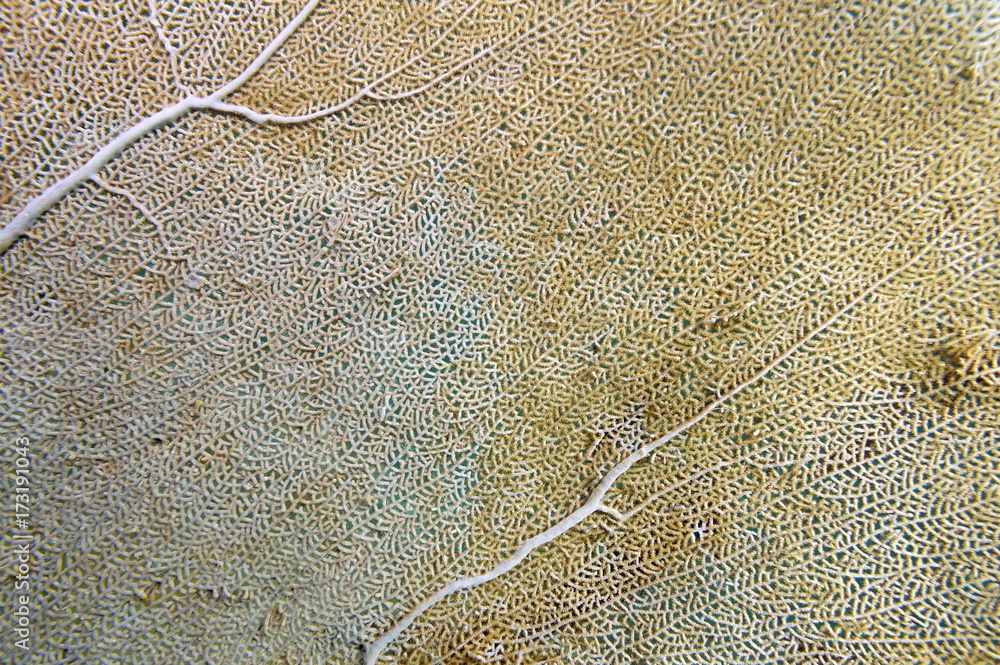 Fototapeta premium Detail of venus sea fan coral, Gorgonia flabellum, Caribbean sea, Puerto Rico