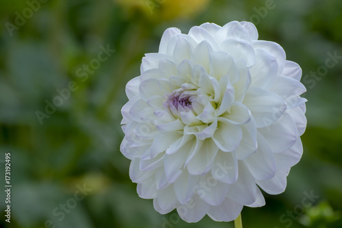 Fototapeta Naklejka Na Ścianę i Meble -  Dekorative Dahlie (Dahlia), Sorte Anna 2005