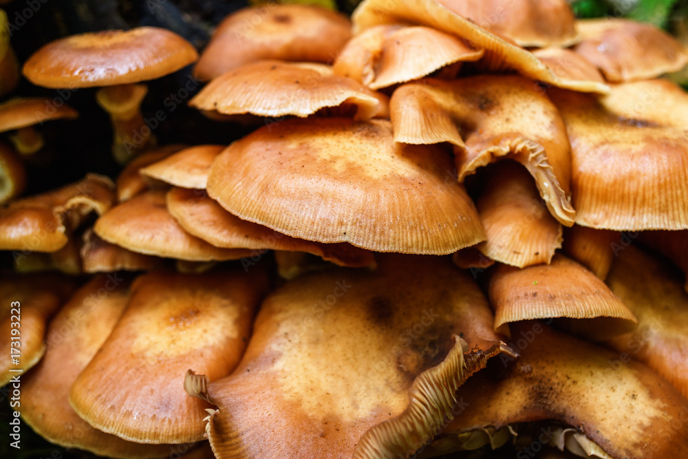 Close up of mushrooms Close up of mushrooms
