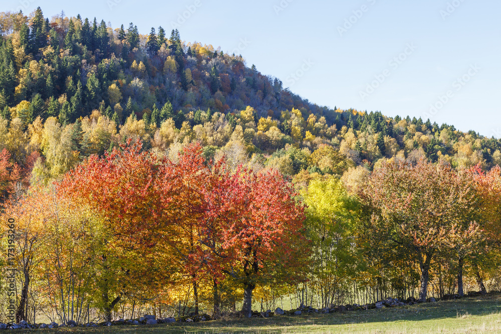 Deciduous trees with autumn colors at a mountain