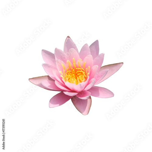 isolated lotus water lily pink flower top view. Graphic resource on white background