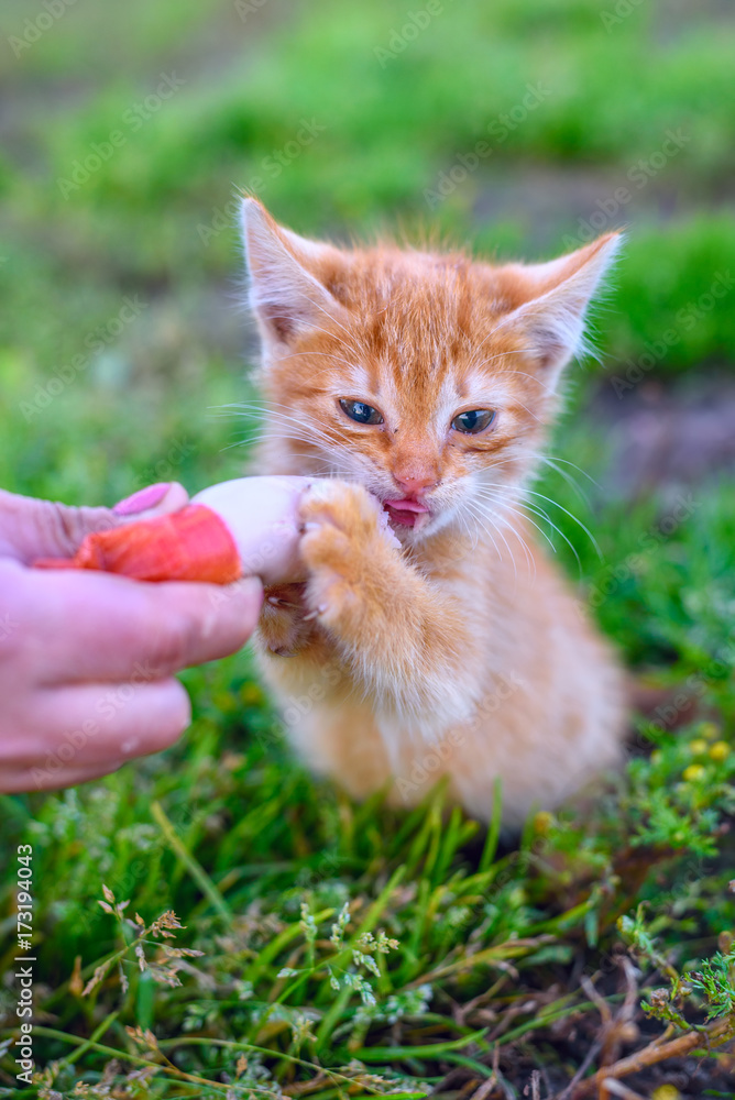 a small red kitten eats a sausage