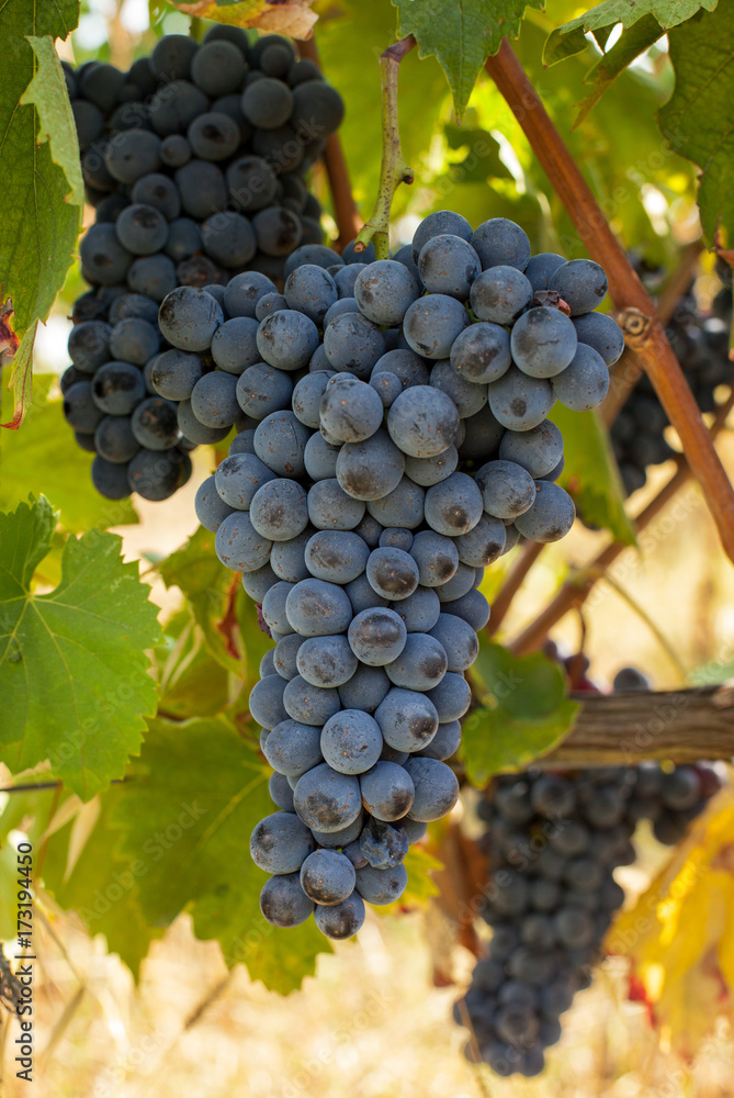Fototapeta premium ripe red grape clusters on the vine