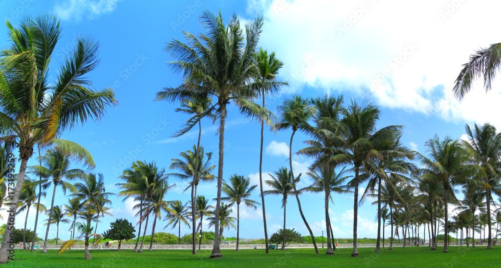 Tropical palm tree panorama  from Miami Beach