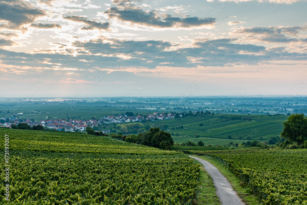 weinberge in der pfalz, sonnenaufgang weinberge in der pfalz, sonnenaufgang