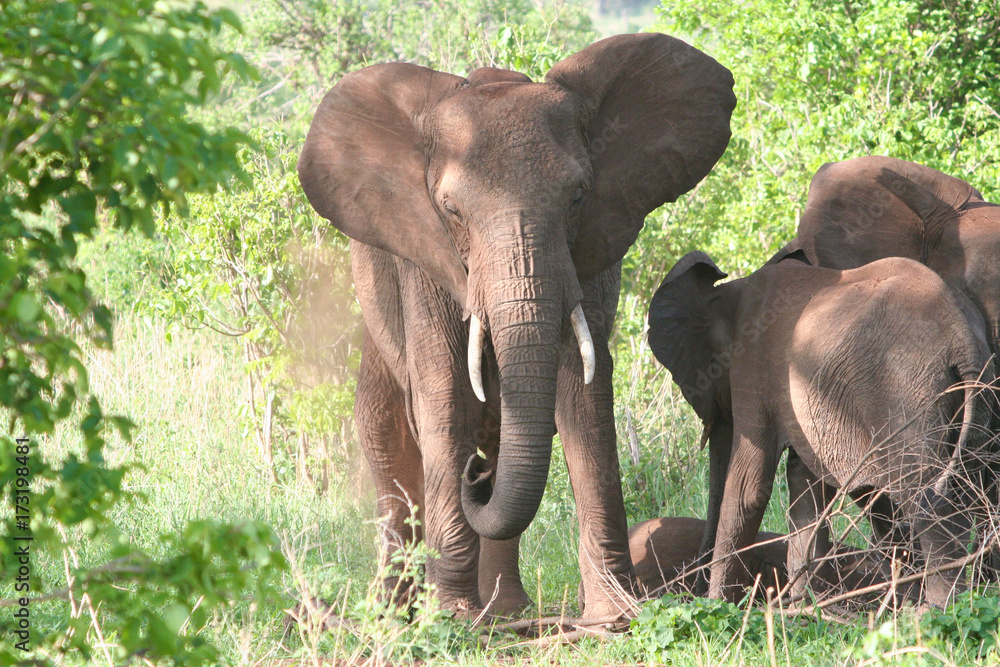 Elefantenfamilie im Tarangire Nationalpark Tansania