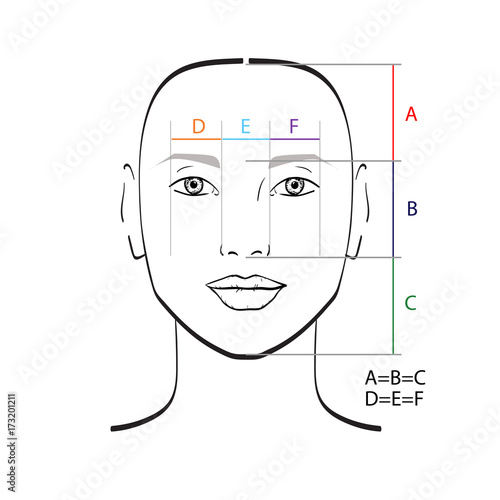 Perfect face proportions. Vector illustration.