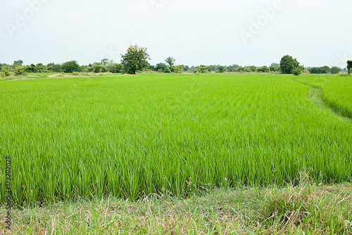 natural green field paddy countryside landscape