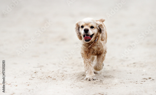 spaniel dog running on the sand beach