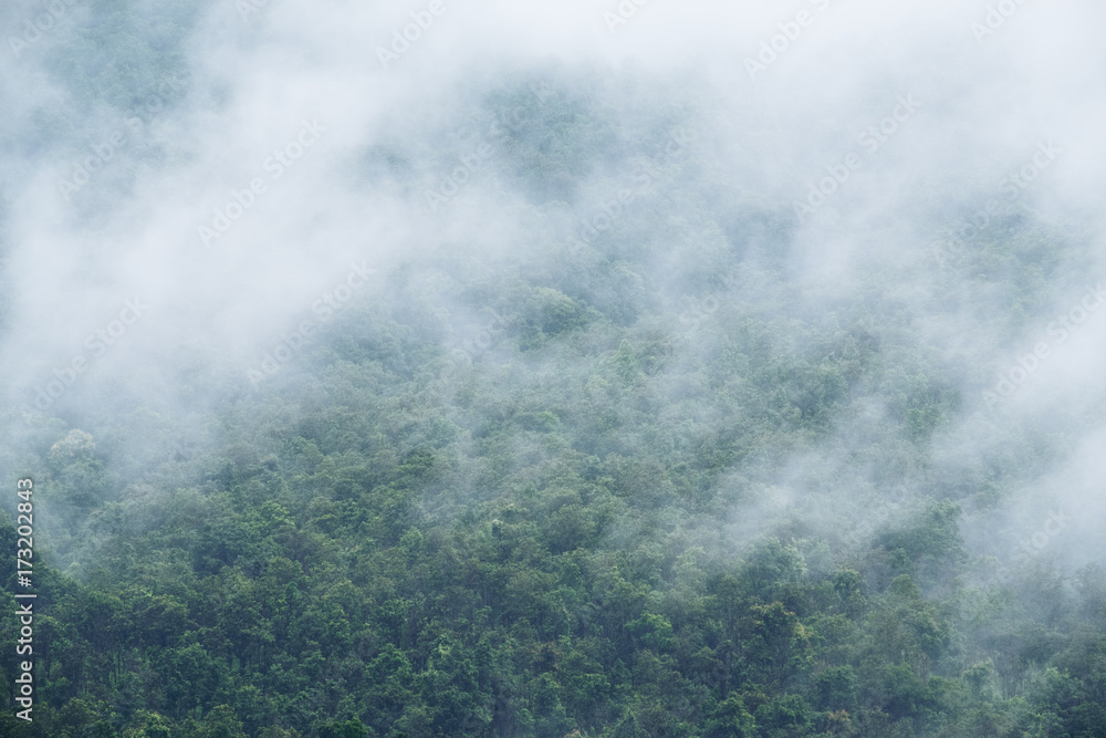 Closeup image of dense fog cover a tropical rainforest