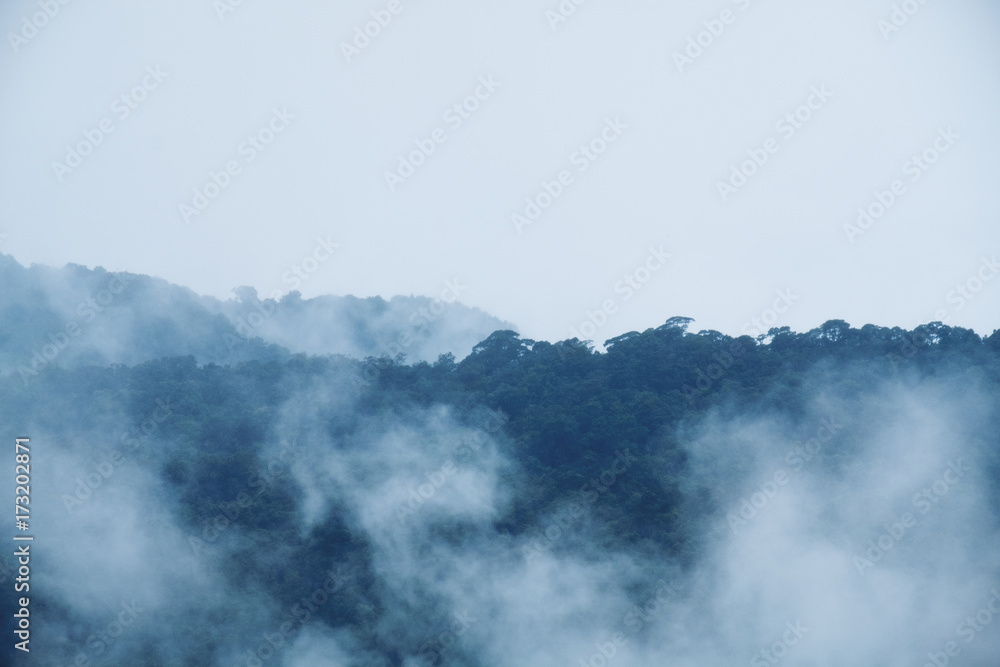 Closeup image of dense fog cover a tropical rainforest
