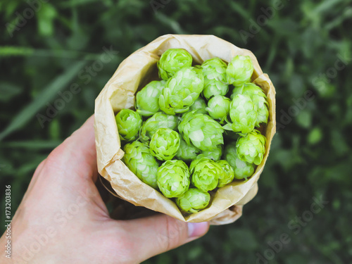 hand holds green hops in the package