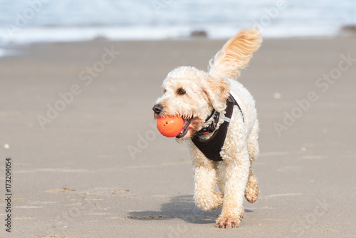 hund am strand