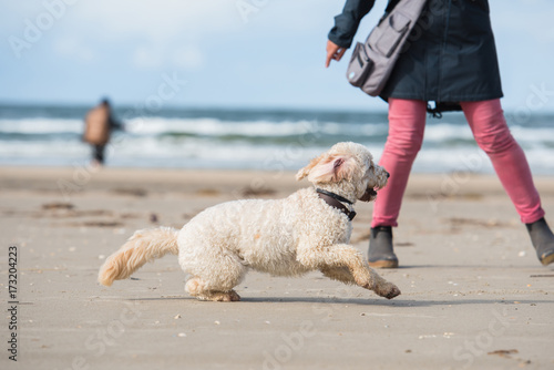 hund am strand