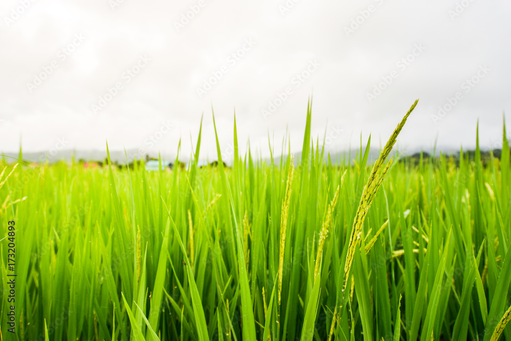 Fototapeta premium Close up rice in the field at Pua district, Nan in Thailand