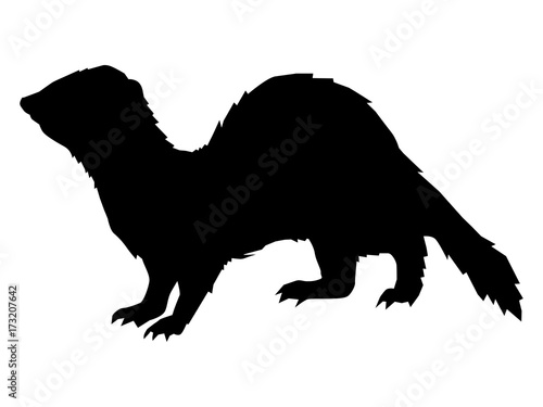 funny, playful ferret