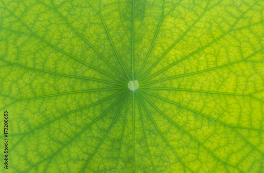 detailed lotus leaf in close up for background, texture detailed lotus leaf in close up for background, texture