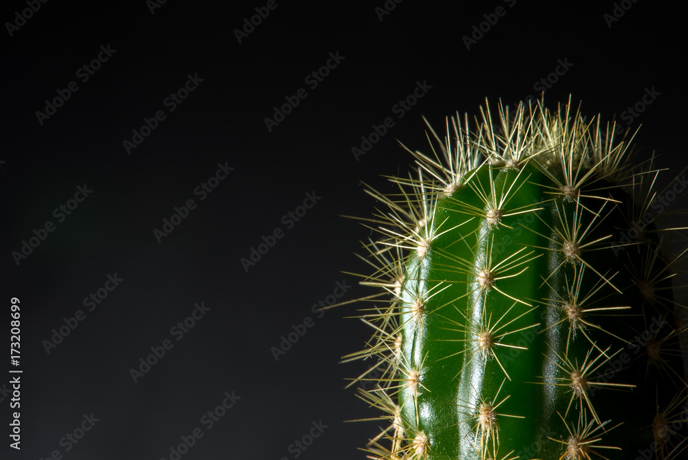 Adorable indoor cactus garden
