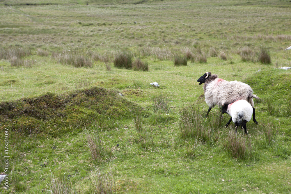 Fototapeta premium Ireland-juin-juillet-2017