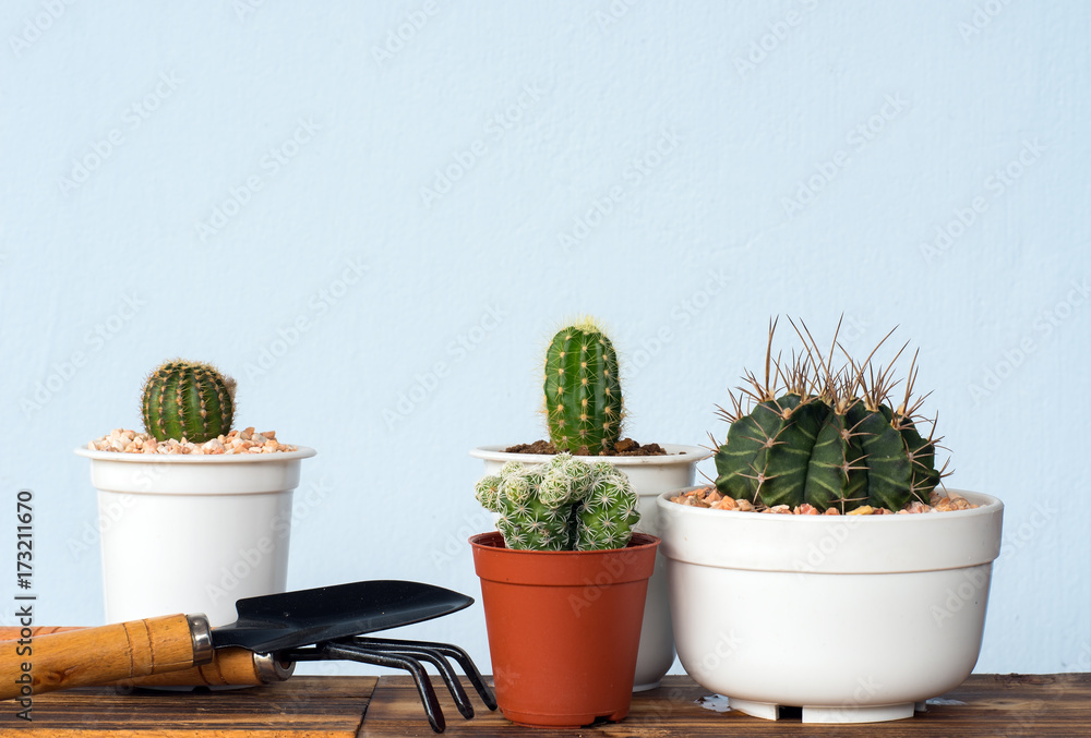 Adorable indoor cactus garden Adorable indoor cactus garden