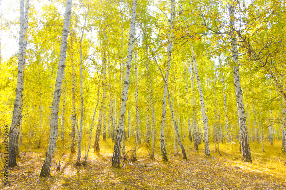 Fototapeta premium birch forest