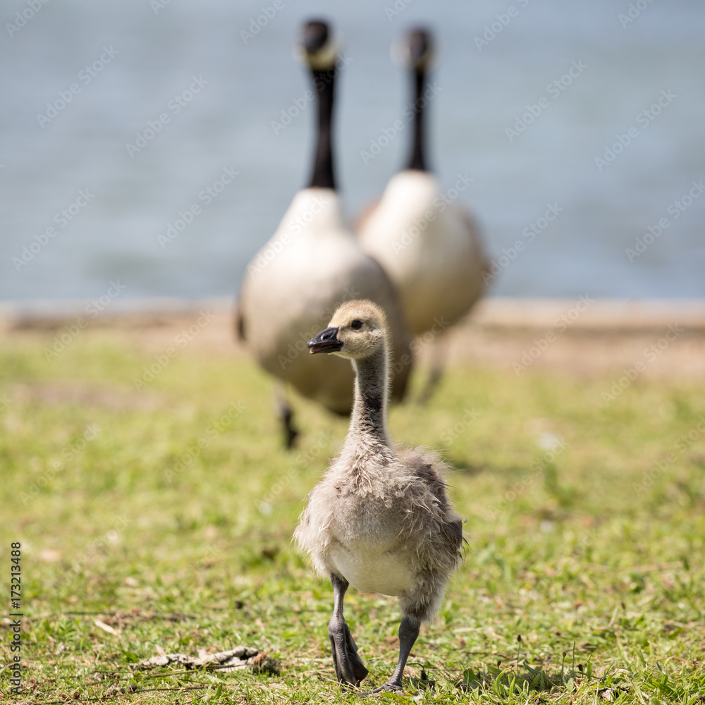 Canada Goose chick and parents Stock Photo | Adobe Stock