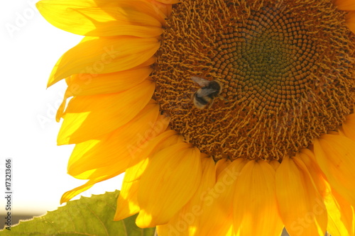 Trabajando rica miel