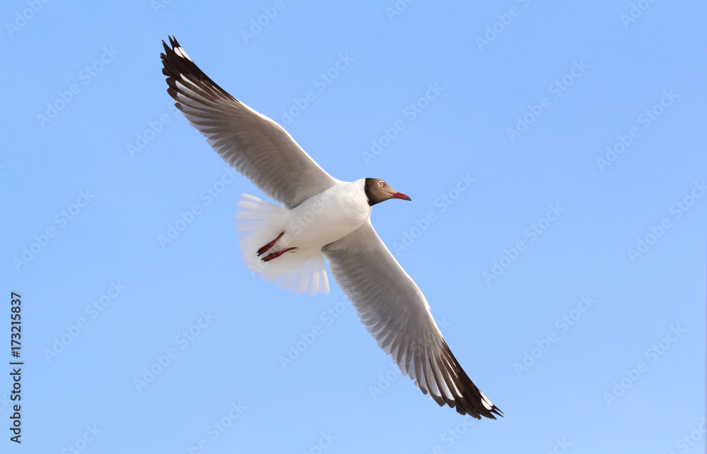 Seagull flying in beautiful sky. Seagull flying in beautiful sky.