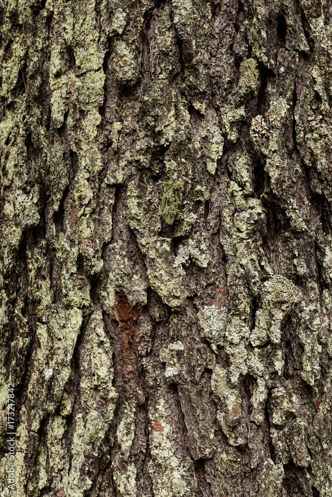 Naklejka premium Bark tree texture and background. Skin the bark of a tree that traces cracking