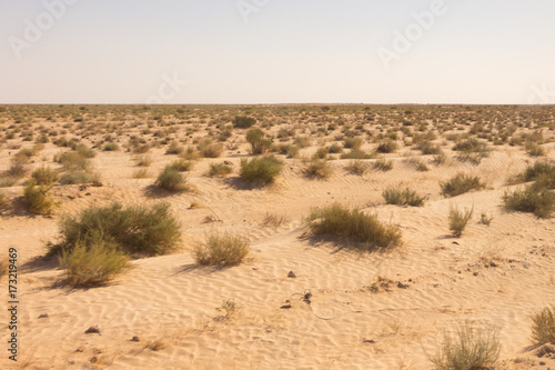 vegetation in the desert