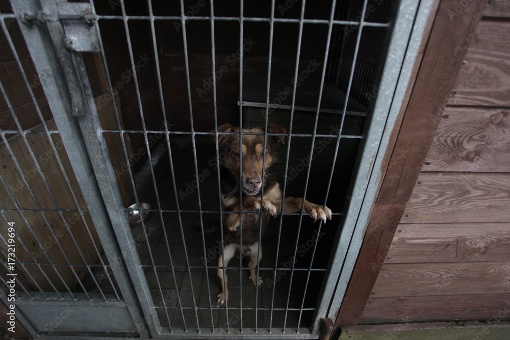 brązowy pies opierający się o kraty w schronisku - obrazy, fototapety, plakaty 