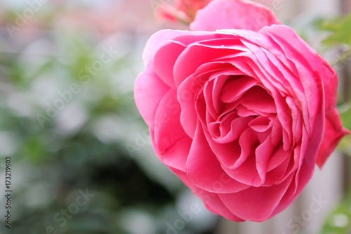 valentine day or mother s day picture  pink rose in garden with green background and text space
