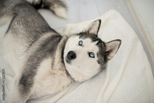 Husky with blue eyes in the white floor