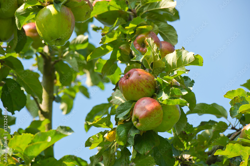 wilder Apfelbaum - Deutschland 